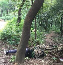 国产树林野战在线播放